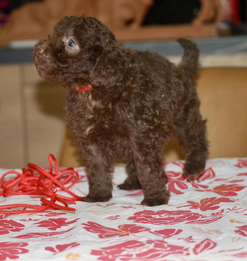 ZADATIS Nelly col rouge Femelle Caniche