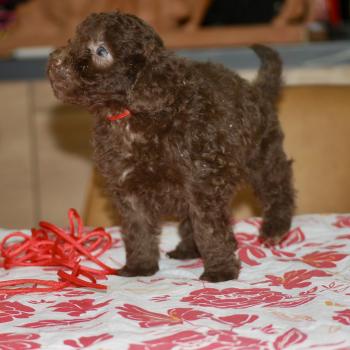 chiot Caniche Chocolat Nelly col rouge Elevage zadatis  caniche , teckel