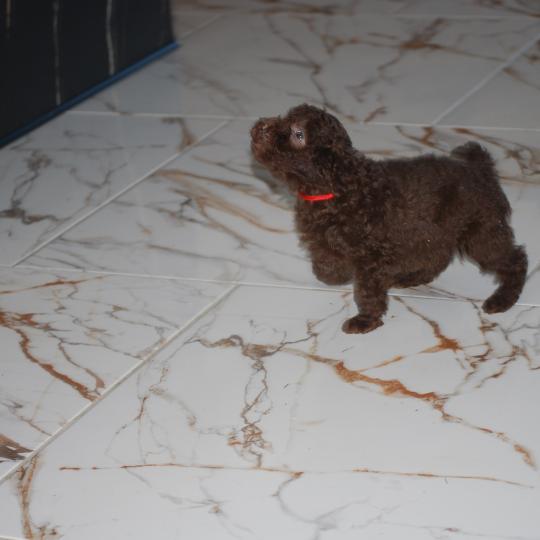chiot Caniche Chocolat Nelly col rouge Elevage zadatis  caniche , teckel