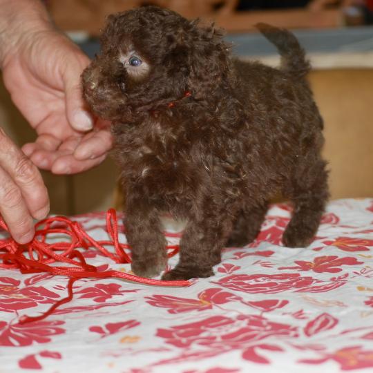 chiot Caniche Chocolat Nelly col rouge Elevage zadatis  caniche , teckel