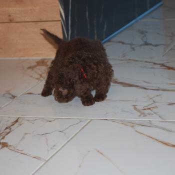chiot Caniche Chocolat Nelly col rouge Elevage zadatis  caniche , teckel