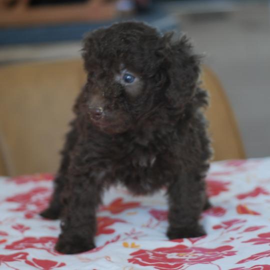 chiot Caniche Chocolat Nelly col rouge Elevage zadatis  caniche , teckel