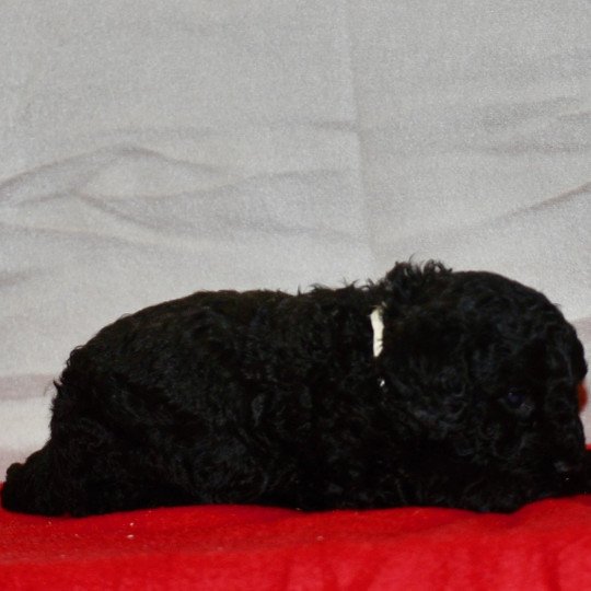 chiot Caniche Noir Aaron Elevage zadatis  caniche , teckel