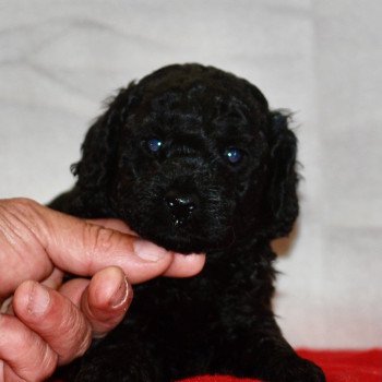 chiot Caniche Noir Aaron Elevage zadatis caniche , teckel chiot Caniche Noir Aaron Elevage zadatis caniche , teckel