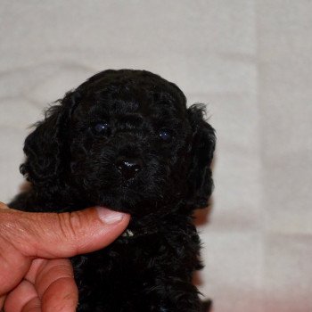 chiot Caniche Noir Aaron Elevage zadatis caniche , teckel chiot Caniche Noir Aaron Elevage zadatis caniche , teckel