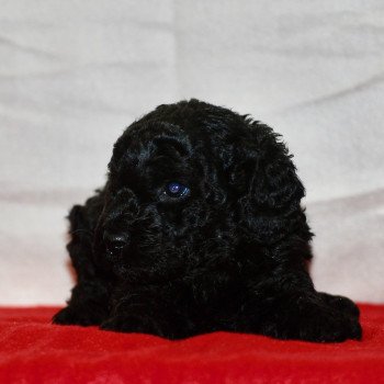 chiot Caniche Noir Aaron Elevage zadatis caniche , teckel chiot Caniche Noir Aaron Elevage zadatis caniche , teckel