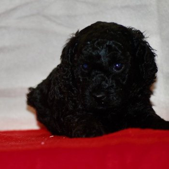 chiot Caniche Noir Aaron Elevage zadatis caniche , teckel chiot Caniche Noir Aaron Elevage zadatis caniche , teckel