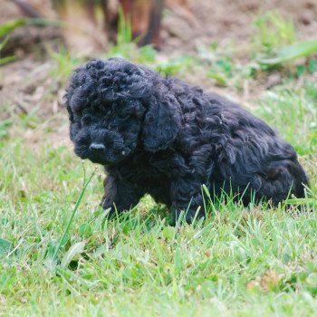 chiot Caniche Noir Aaron Elevage zadatis caniche , teckel chiot Caniche Noir Aaron Elevage zadatis caniche , teckel