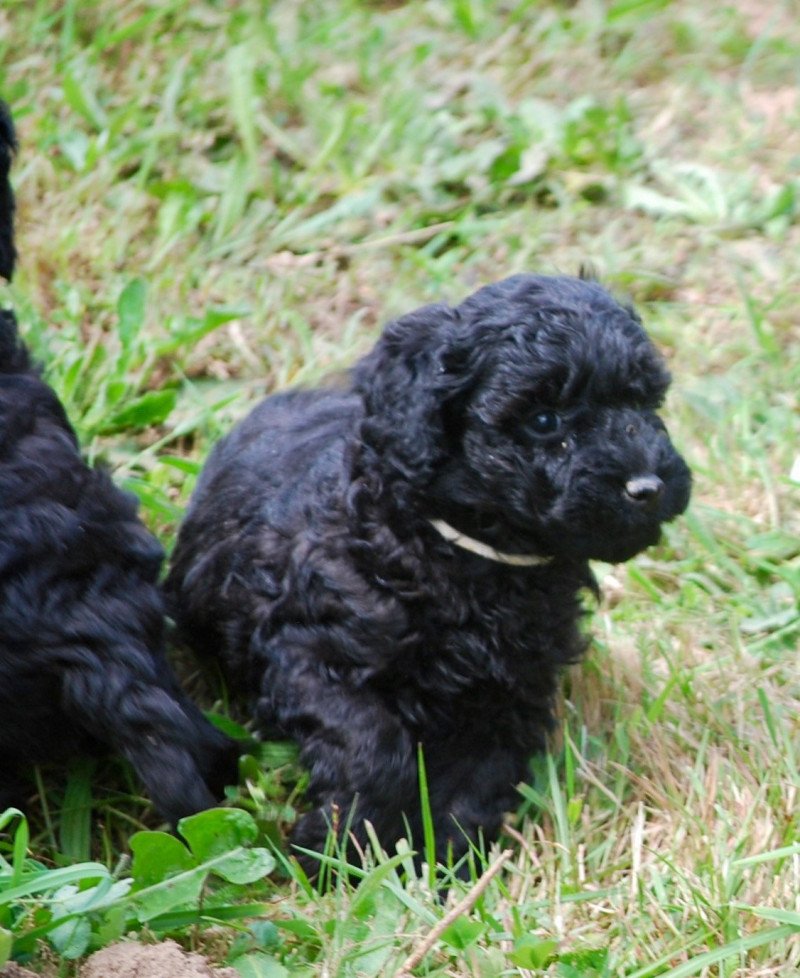 ZADATIS Aaron Mâle Caniche