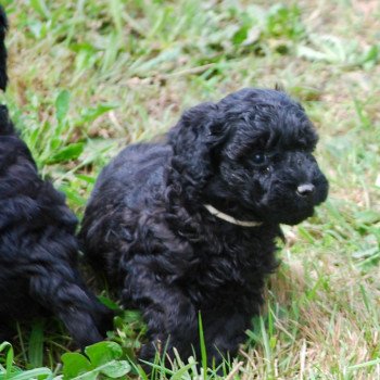 chiot Caniche Noir Aaron Elevage zadatis caniche , teckel chiot Caniche Noir Aaron Elevage zadatis caniche , teckel