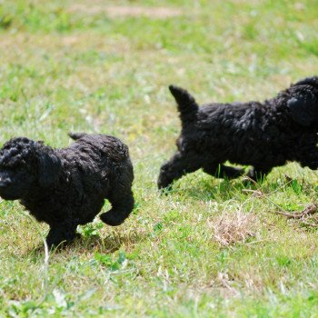 chiot Caniche Noir Aaron Elevage zadatis caniche , teckel chiot Caniche Noir Aaron Elevage zadatis caniche , teckel