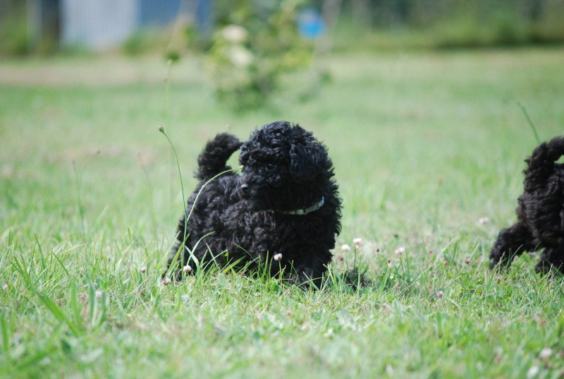 ZADATIS Aaron Mâle Caniche