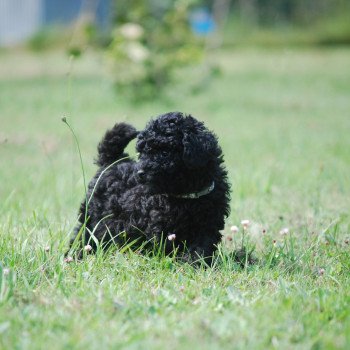 chiot Caniche Noir Aaron Elevage zadatis caniche , teckel chiot Caniche Noir Aaron Elevage zadatis caniche , teckel