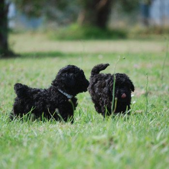 chiot Caniche Noir Aaron Elevage zadatis caniche , teckel chiot Caniche Noir Aaron Elevage zadatis caniche , teckel