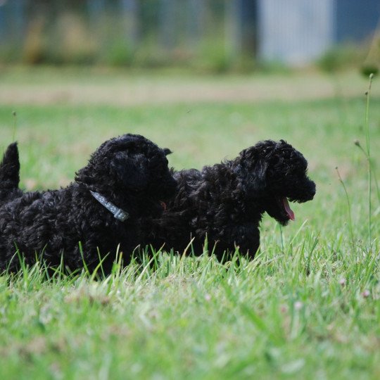 chiot Caniche Noir Aaron Elevage zadatis  caniche , teckel