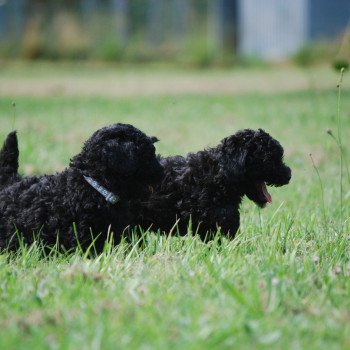 chiot Caniche Noir Aaron Elevage zadatis caniche , teckel chiot Caniche Noir Aaron Elevage zadatis caniche , teckel