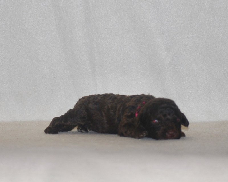 ZADATIS Rose Femelle Caniche