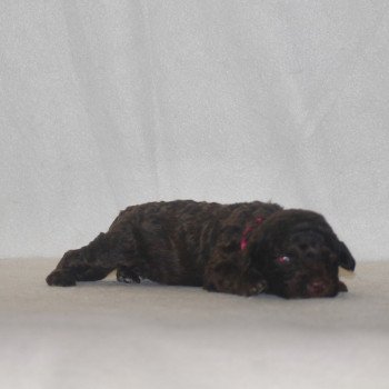 chiot Caniche Chocolat Rose Elevage zadatis  caniche , teckel