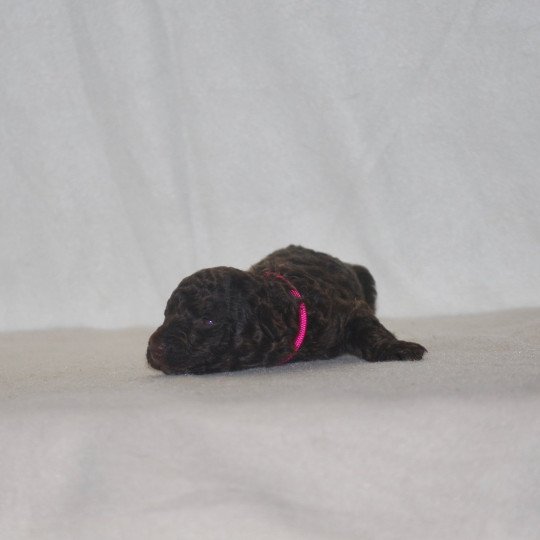 chiot Caniche Chocolat Rose Elevage zadatis  caniche , teckel