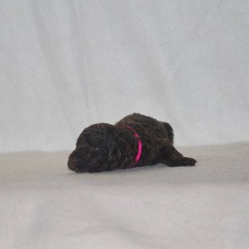 chiot Caniche Chocolat Rose Elevage zadatis  caniche , teckel