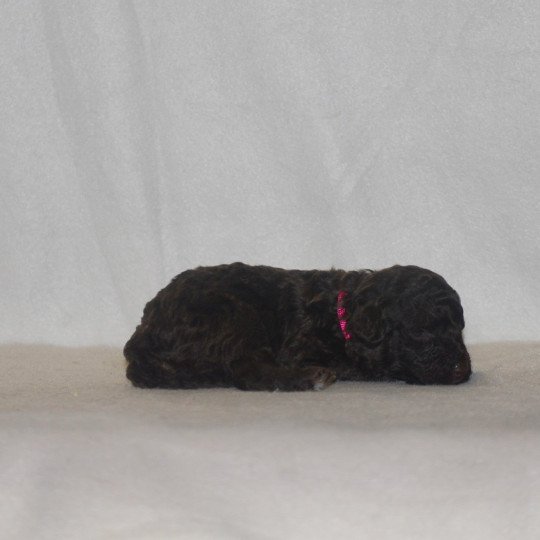 chiot Caniche Chocolat Rose Elevage zadatis  caniche , teckel