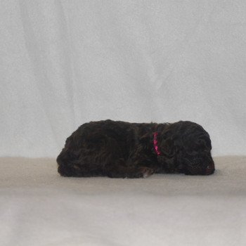 chiot Caniche Chocolat Rose Elevage zadatis  caniche , teckel