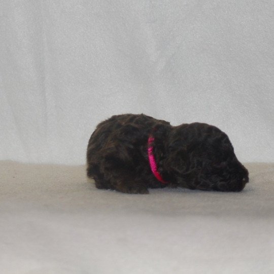 chiot Caniche Chocolat Rose Elevage zadatis  caniche , teckel