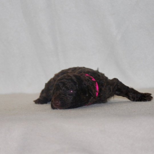 chiot Caniche Chocolat Rose Elevage zadatis  caniche , teckel