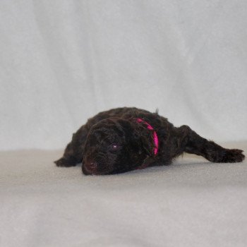 chiot Caniche Chocolat Rose Elevage zadatis  caniche , teckel