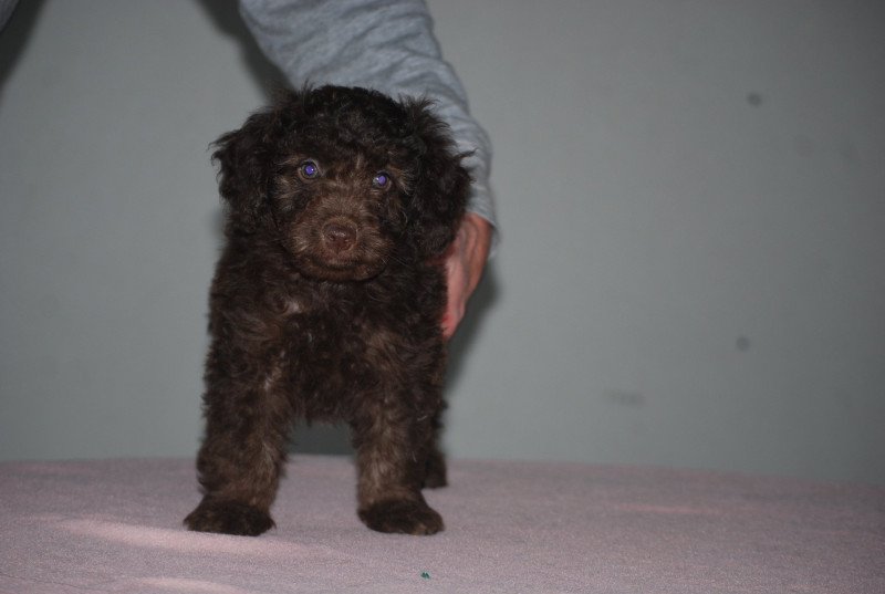 ZADATIS Anais Rose Femelle Caniche