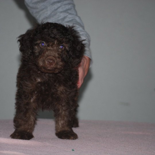 chiot Caniche Chocolat Rose Elevage zadatis  caniche , teckel