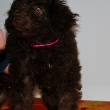 chiot Caniche Chocolat Anais Rose Elevage zadatis  caniche , teckel