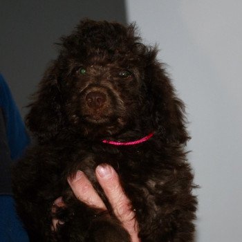 chiot Caniche Chocolat Anais Rose Elevage zadatis  caniche , teckel