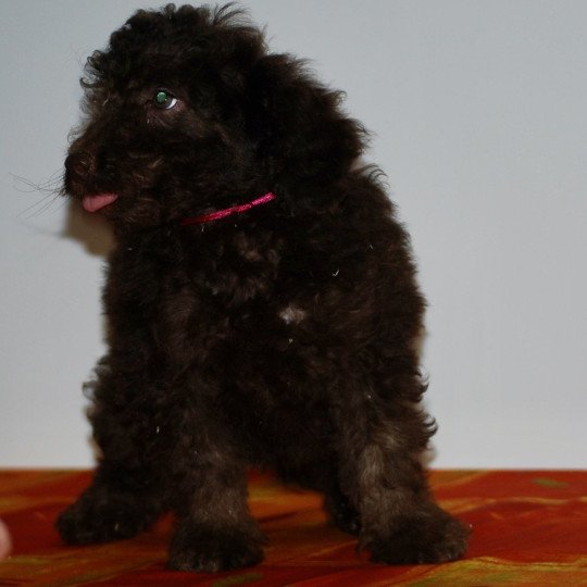 chiot Caniche Chocolat Anais Rose Elevage zadatis  caniche , teckel