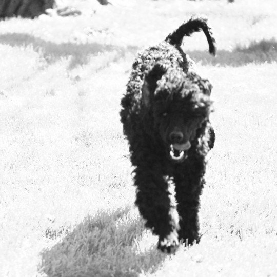 chien Caniche Noir Sleepy hollow enjoy Elevage canin staffordshire bull terrier dit staffie et bulldog Continental lof