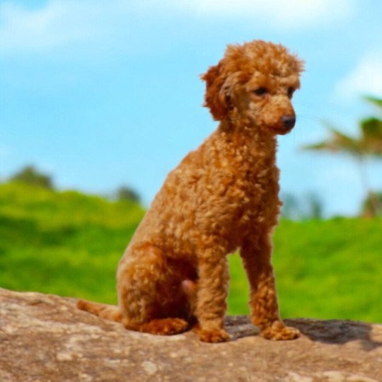 Tartuffe de L’angelarde Mâle Caniche