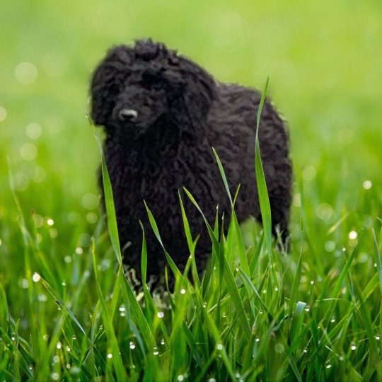 ZADATIS Zadatis Vahiné Femelle Caniche