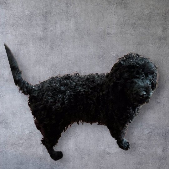 Verlaine Mâle Caniche