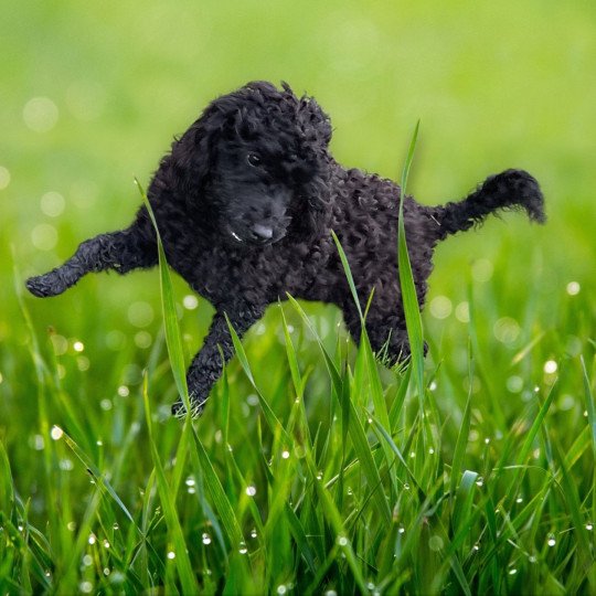 chien Caniche Noir Verlaine Elevage zadatis  caniche , teckel