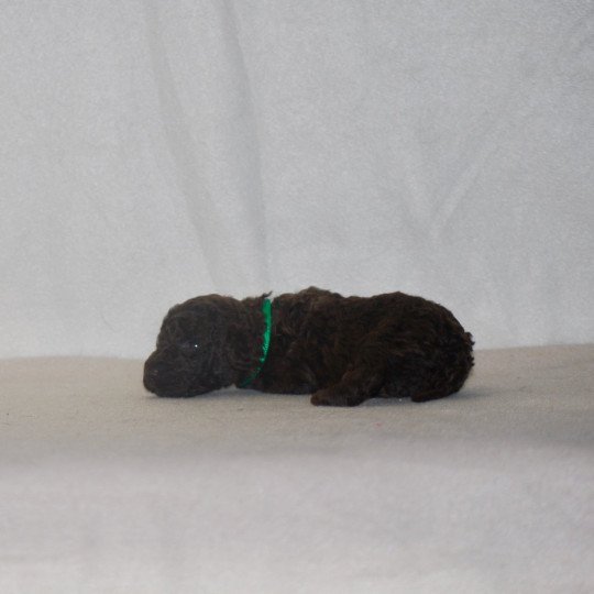 chiot Caniche Chocolat Vert Elevage zadatis  caniche , teckel