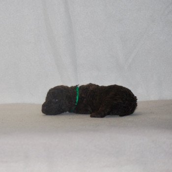 chiot Caniche Chocolat Vert Elevage zadatis  caniche , teckel