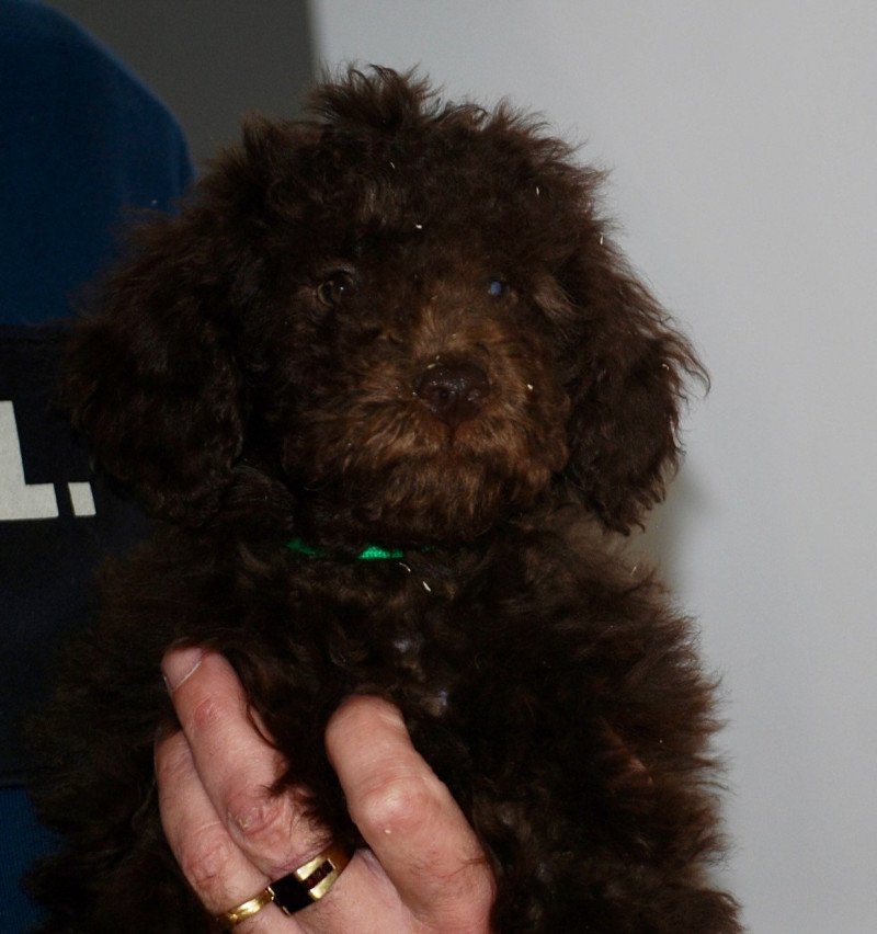 ZADATIS Aristote Mâle Caniche