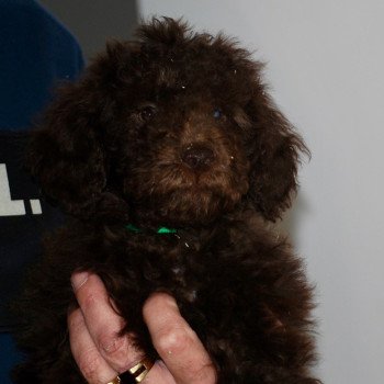 chiot Caniche Chocolat Aristote Elevage zadatis  caniche , teckel