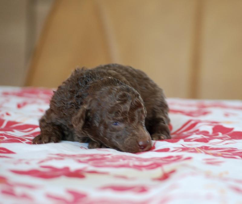 ZADATIS Wina Femelle Caniche