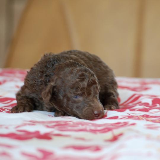 chiot Caniche Chocolat Wina Elevage zadatis  caniche , teckel