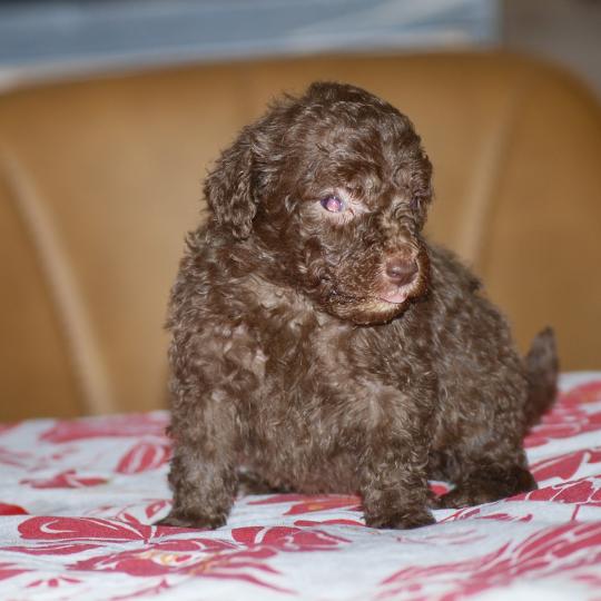 chiot Caniche Chocolat Wina Elevage zadatis  caniche , teckel