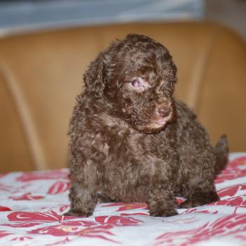 chiot Caniche Chocolat Wina Elevage zadatis  caniche , teckel