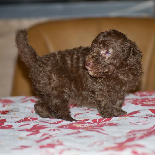 chiot Caniche Chocolat Wina Elevage zadatis  caniche , teckel