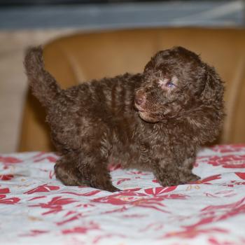 chiot Caniche Chocolat Wina Elevage zadatis  caniche , teckel