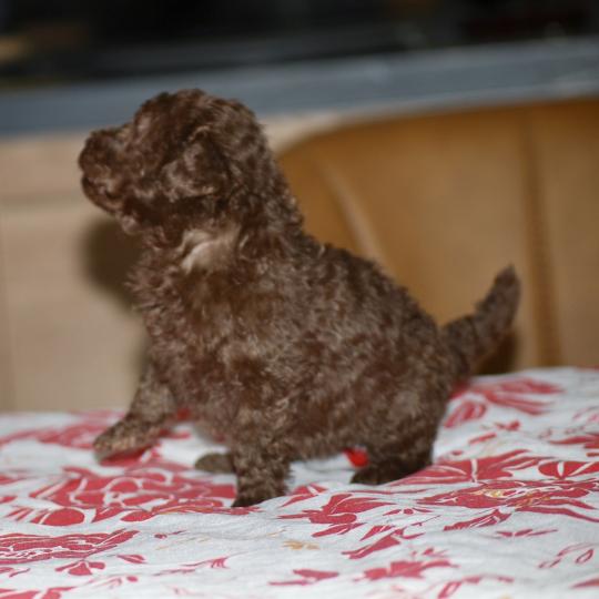 chiot Caniche Chocolat Wina Elevage zadatis  caniche , teckel